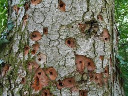 Weisstanne abgestorben